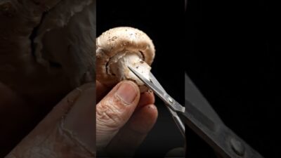 Macro Nature ASMR – Satisfying Tapping & Scratching Sounds #Shorts