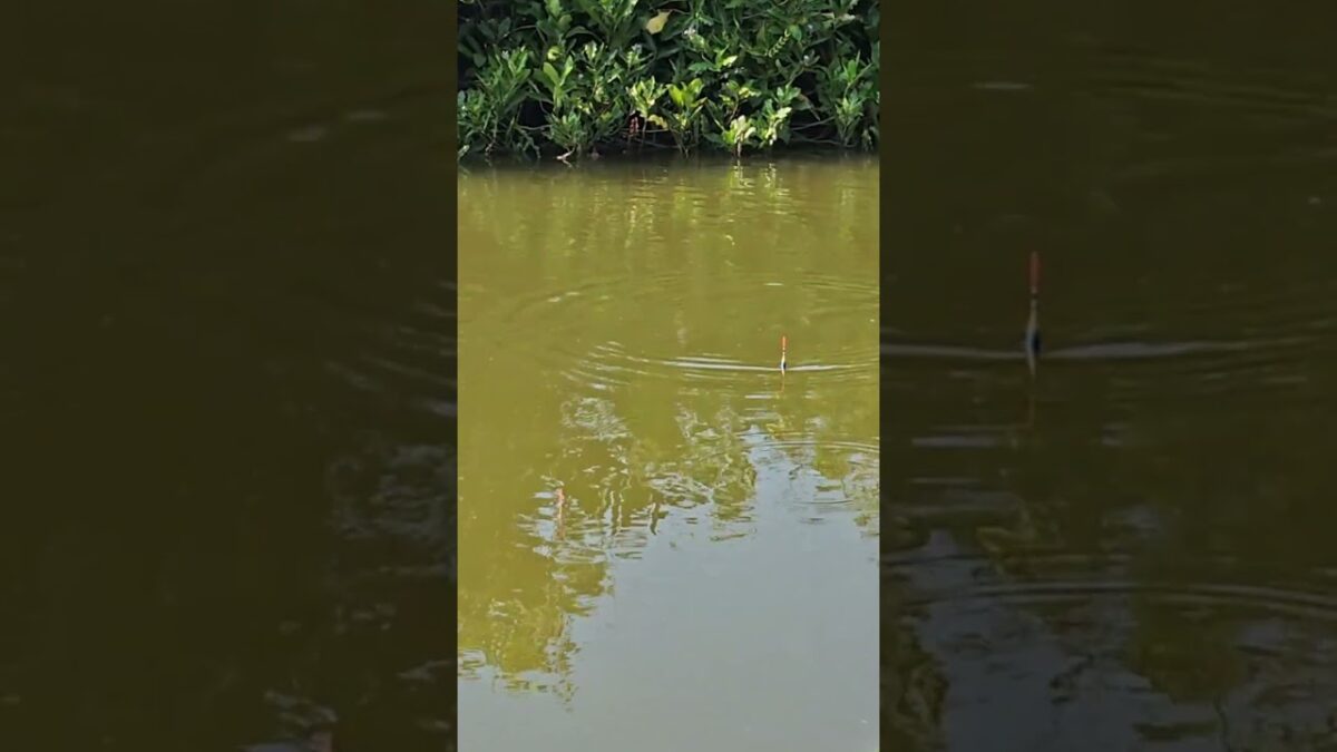 Mancing sungai lagi #fishing #mamcingliar #mancingmania #nature #asmr #angler #nature #riverfishing