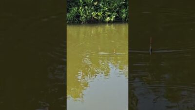 Mancing sungai lagi #fishing #mamcingliar #mancingmania #nature #asmr #angler #nature #riverfishing