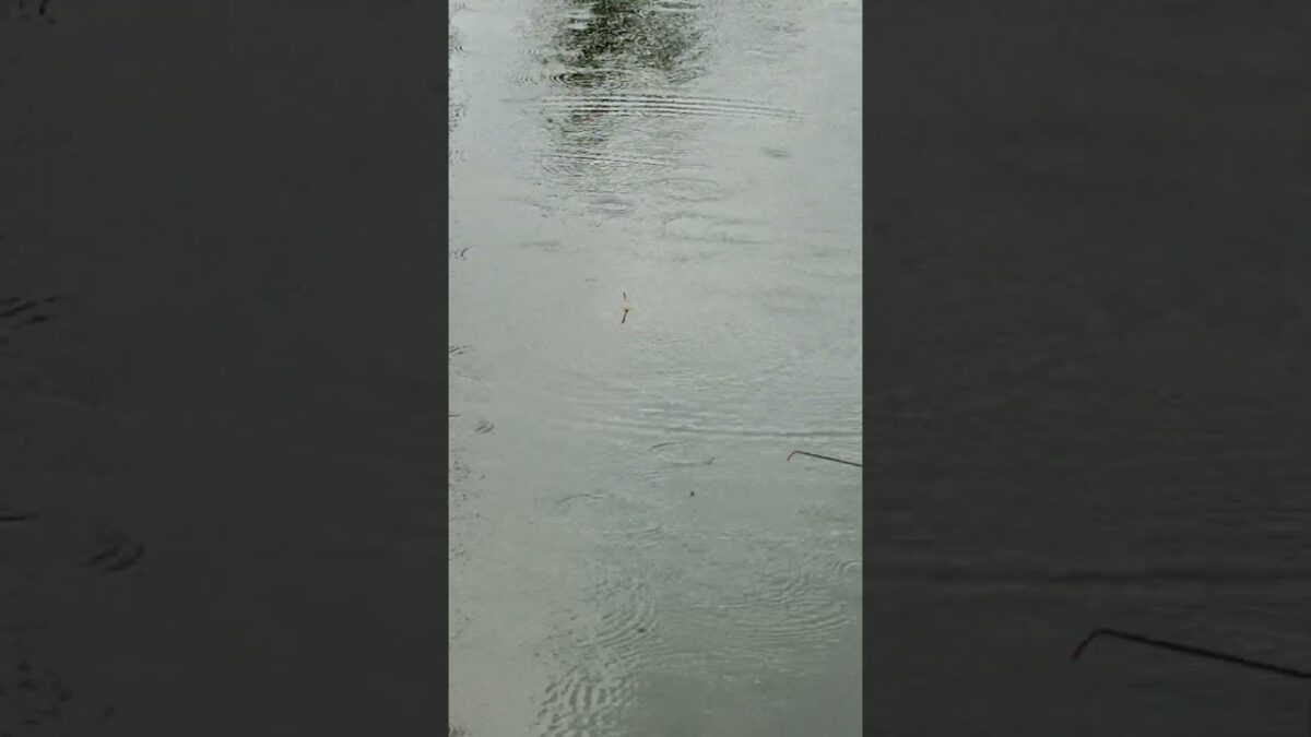 Mancing sungai liaran #fishing #mamcingliar #mancingmania #nature #asmr #angler #viral #riverfishing