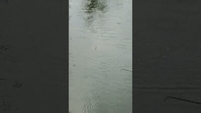 Mancing sungai liaran #fishing #mamcingliar #mancingmania #nature #asmr #angler #viral #riverfishing