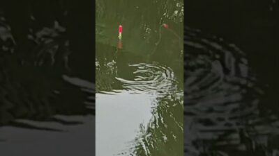 Mending kita mancing #fishing #mamcingliar #mancingmania #nature #asmr #angler #viral #riverfishing
