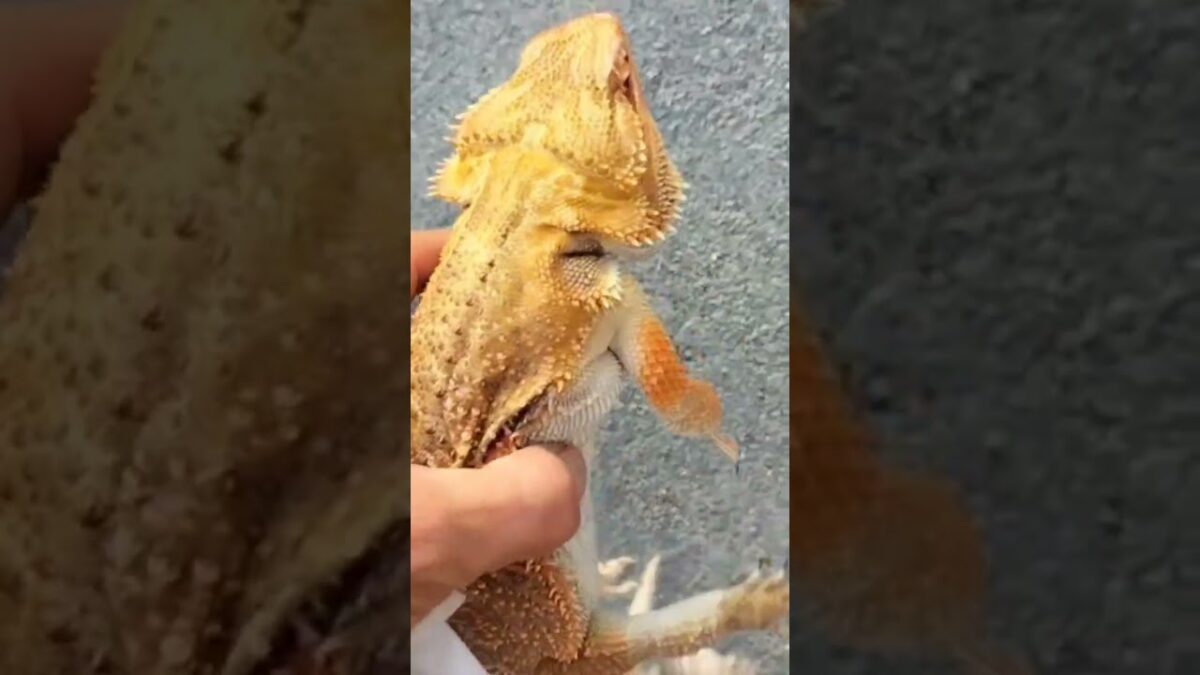 Morning lizard walk in Japan  7AM in , 3PM in Silicon Valley.  #BeardedDragon#Beardie#Reptile#Japan