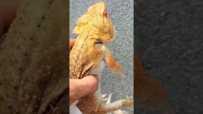 Morning lizard walk in Japan  7AM in , 3PM in Silicon Valley.  #BeardedDragon#Beardie#Reptile#Japan