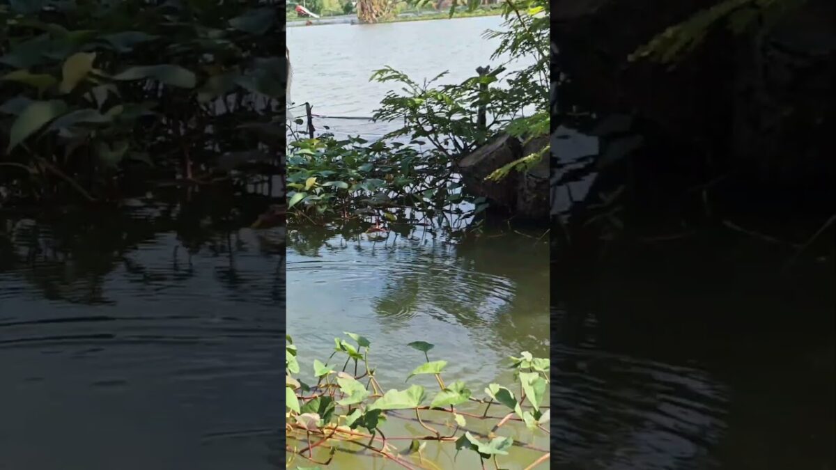 Natural place fishing #fishing #mamcingliar #mancingmania #nature #asmr #angler #riverfishing #asmr