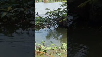 Natural place fishing #fishing #mamcingliar #mancingmania #nature #asmr #angler #riverfishing #asmr
