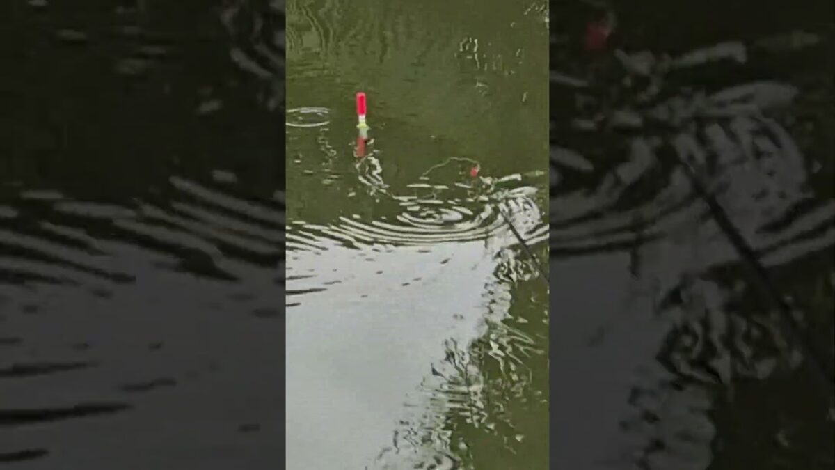 Natural place fishing #fishing #mamcingliar #mancingmania #nature #asmr #angler #riverfishing #asmr