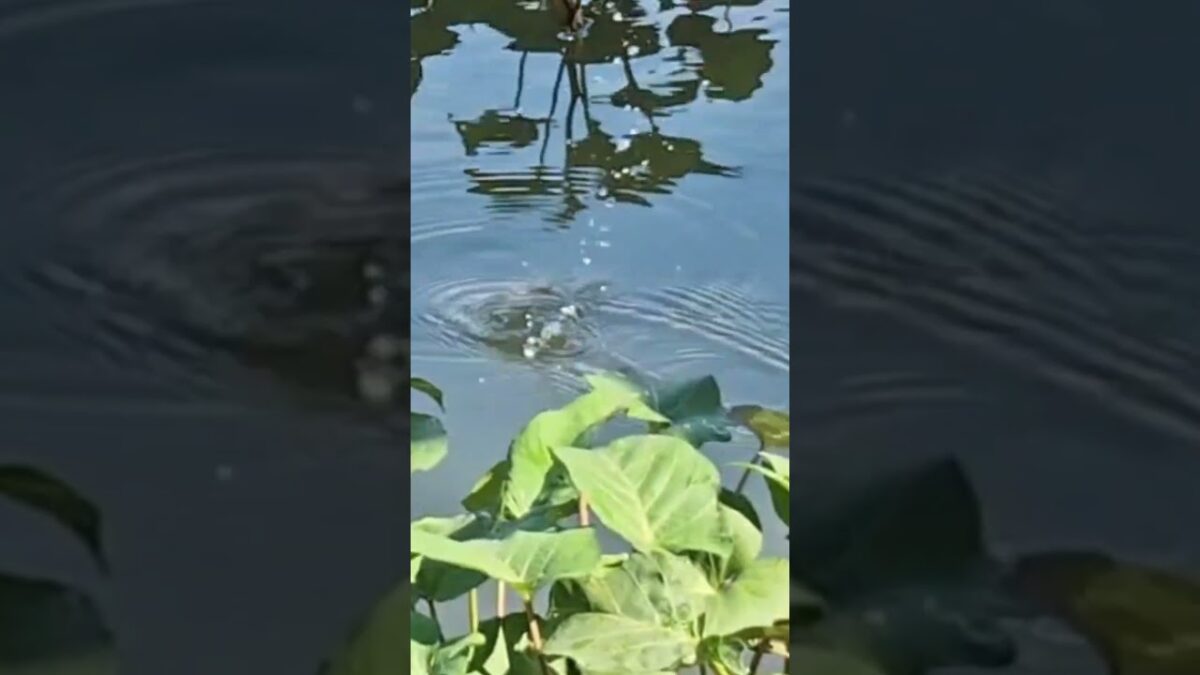 Natural place fishing #fishing #mamcingliar #mancingmania #nature #asmr #angler #riverfishing #asmr