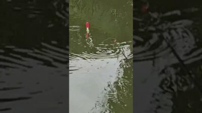 Natural place fishing #fishing #mamcingliar #mancingmania #nature #asmr #angler #riverfishing #asmr