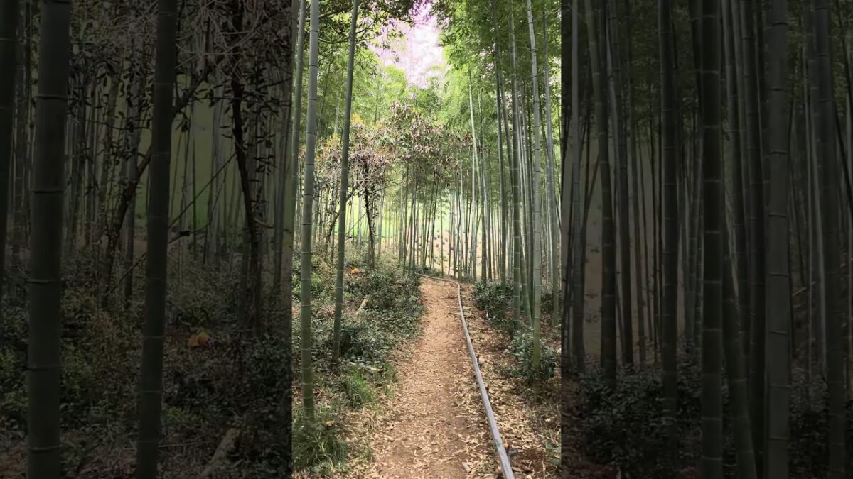 Nature ASMR: the Sound of Birds, Crickets, and Walking on Crunchy Leaves #bambooforest #natureasmr