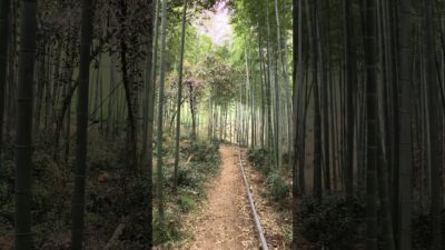 Nature ASMR: the Sound of Birds, Crickets, and Walking on Crunchy Leaves #bambooforest #natureasmr