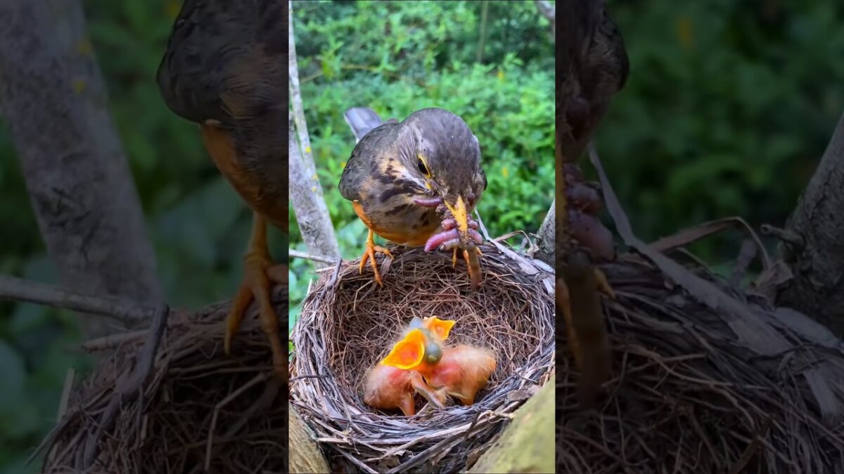 Nature ASMR🐦️🐤🕊️🍀☘️ #viral #trending #asmr #shortvideo