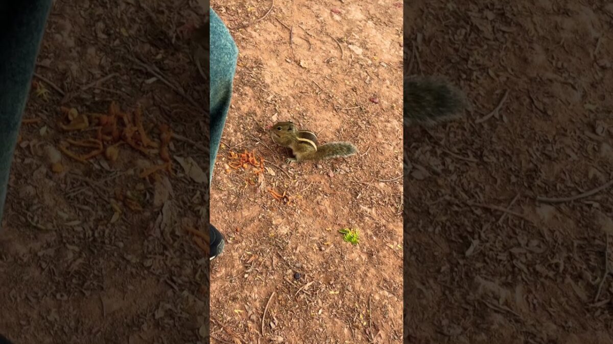Nature’s ASMR Hits Different #nature