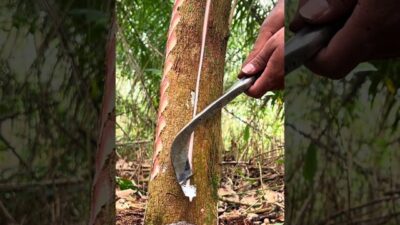 Panen getah sultan #seluruhdunia #satisfying #panenmelimpah #petanikaret #nature #asmr