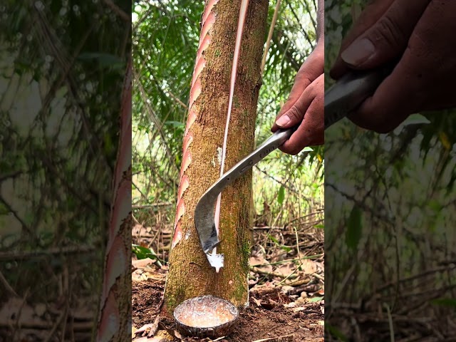 Panen getah sultan #seluruhdunia #satisfying #panenmelimpah #petanikaret #nature #asmr