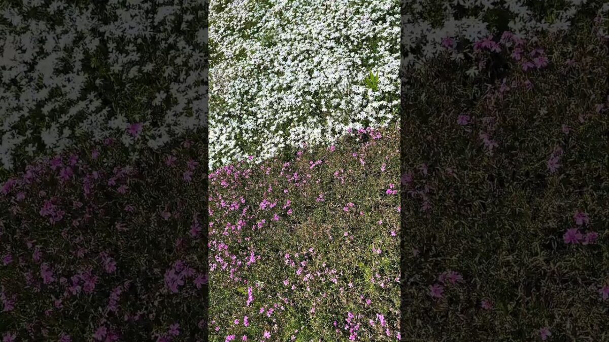 Part 02 | Japan Walk : Fuji Shibazakura in Full Bloom 🌸🗻✨ #hbtwalker #japan #foryou #cinematic