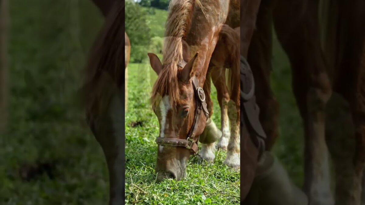 Peaceful Nature ASMR 🌿 Horses Grazing & Ducks Swimming 🦆 Relaxing Farm Sounds #asmr #relaxingsounds