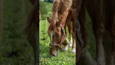 Peaceful Nature ASMR 🌿 Horses Grazing & Ducks Swimming 🦆 Relaxing Farm Sounds #asmr #relaxingsounds