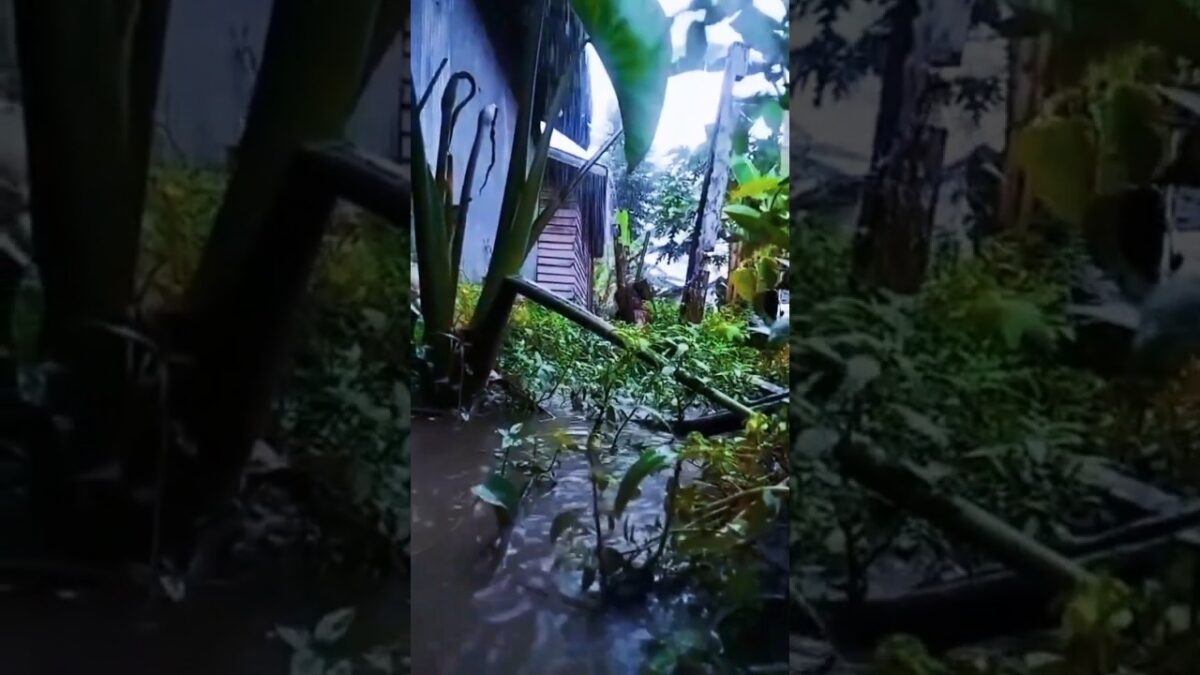 Refreshing Rain Garden Ambience 🌧️ Morning Nature ASMR #Shorts #RainyDay