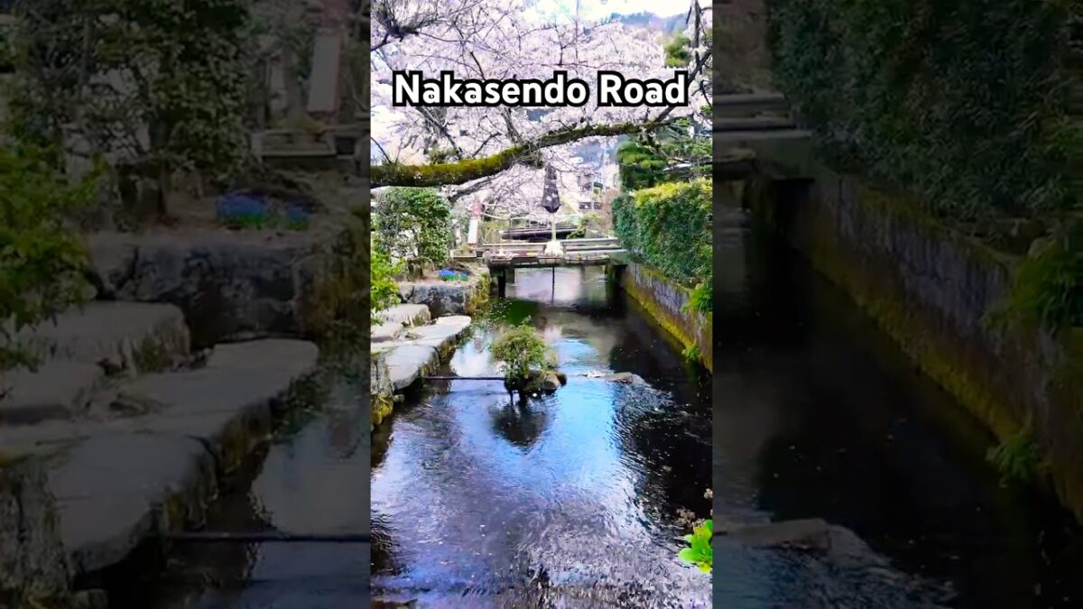 Samurai Road Sakura 🌸 NAKASENDO JAPAN 4K ASMR Walk. #Shorts #Nakasendo #SamuraiRoad
