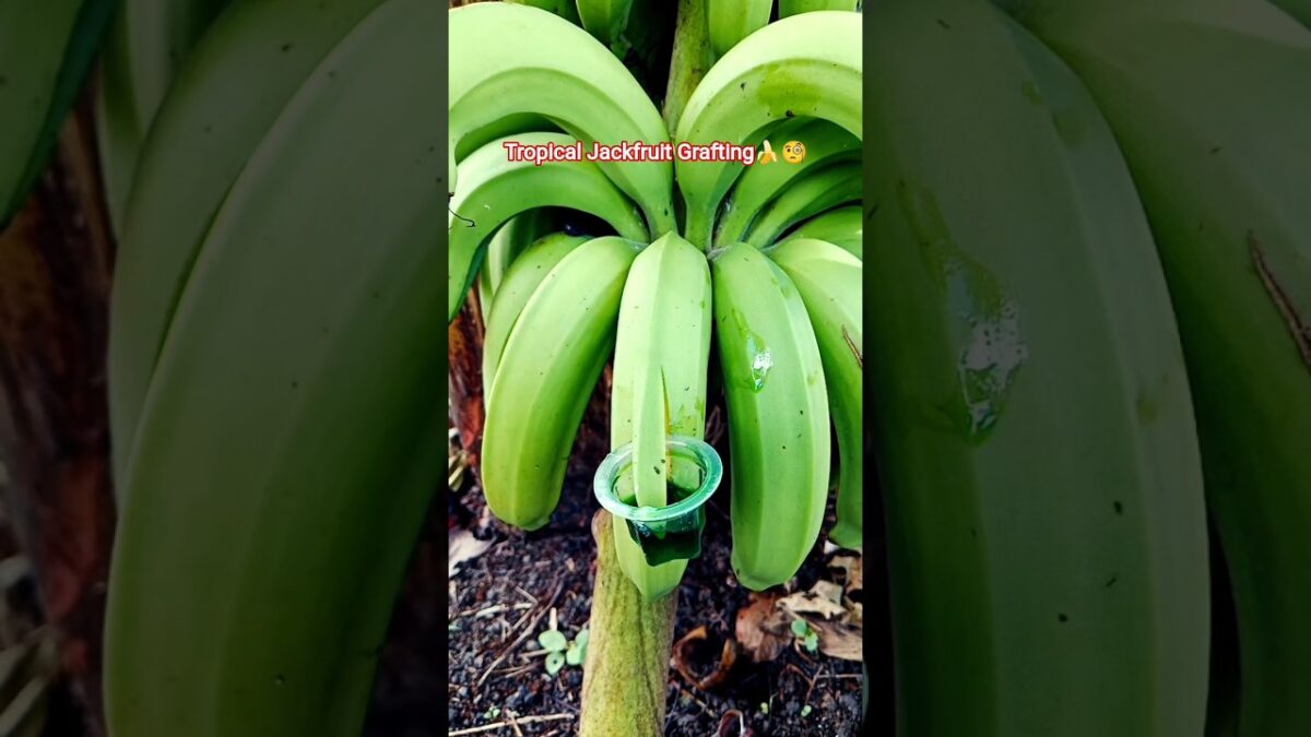 Satisfying Banana Grafting ASMR🧐🍌🍌#trending #asmr #grafting #gardening #nature