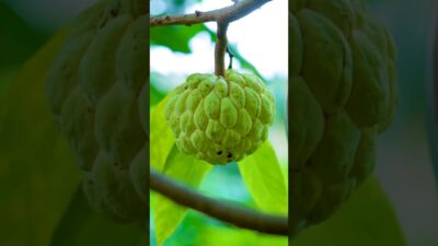 Satisfying Custard Apple Harvest | Brain Health & Beauty Nature ASMR @OrientalGardenLife #shorts