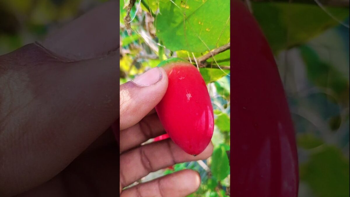 Satisfying Red Ivy Gourd Squeezing ASMR #Shorts #satisfying #nature