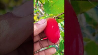 Satisfying Red Ivy Gourd Squeezing ASMR #Shorts #satisfying #nature