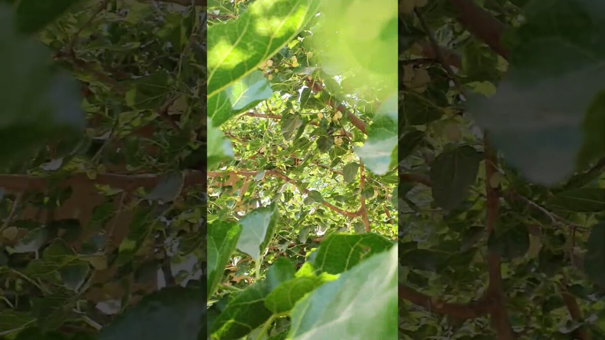 Sweet White Mulberries From The Tree 🌿🤍Nature ASMR   #shorts  #aesthetic  #freshfruits #nature