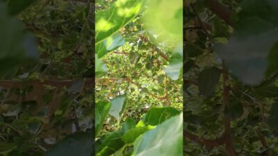 Sweet White Mulberries From The Tree 🌿🤍Nature ASMR   #shorts  #aesthetic  #freshfruits #nature