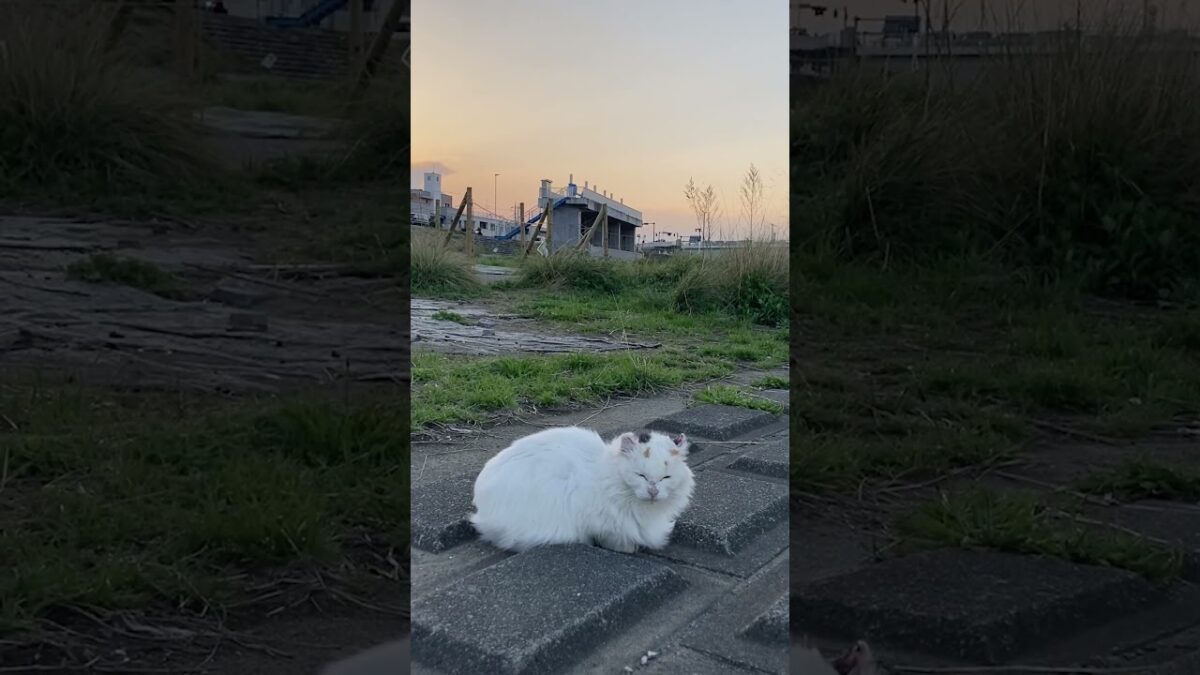Today’s Best Seat at Sunset | Quiet Walk Japan