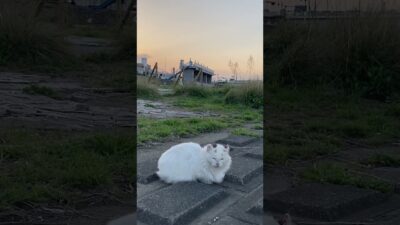Today’s Best Seat at Sunset | Quiet Walk Japan
