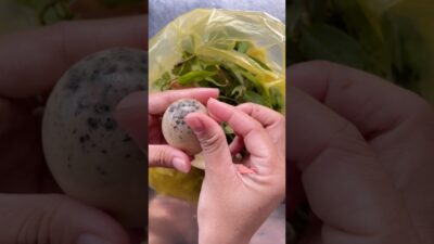 Trứng có gì vậy ?