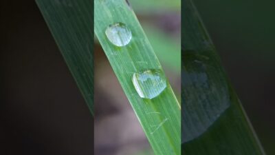 Ultra Slow Motion Dewdrop #Shorts #Macro #MorningDew #Nature #ASMR #Cinematic #Relaxation