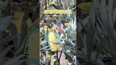 Volume up! 🎧 Nature ASMR with a hidden Rainbow Lorikeet 🌈🌿 #shorts 葉っぱの裏に隠れてフリーズしちゃったインコさん
