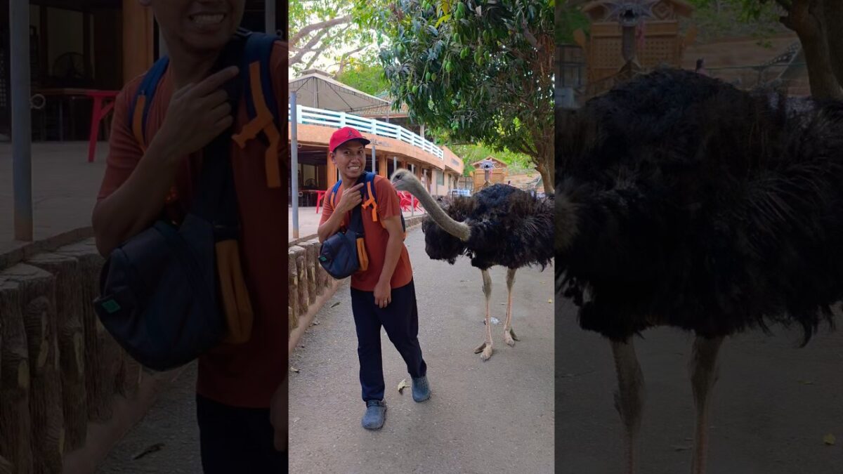 What’s in my bag? Why is the Ostrich pecking at it?”😁#aimventures #largestbird #baluarte #viral #fyp