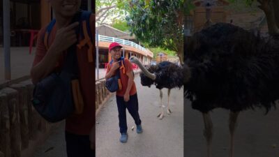 What’s in my bag? Why is the Ostrich pecking at it?”😁#aimventures #largestbird #baluarte #viral #fyp