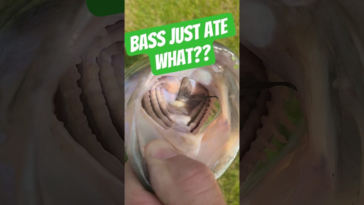 What’s in the stomach of this bass?  #fishing