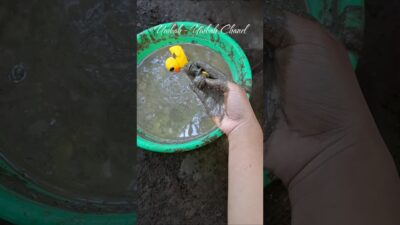 best oddly satisfying, what’s in the mud🐡🐠🐟🦭🐬🐋🦖🐳🦈🐳🐋🦭