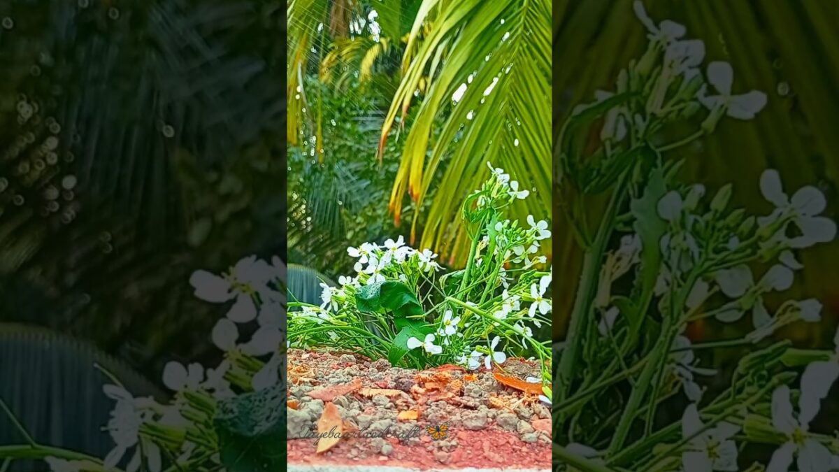 good morning🌿🦋 #shorts #trending #nature #asmr #garden #satisfying #flowers #foryou #viral