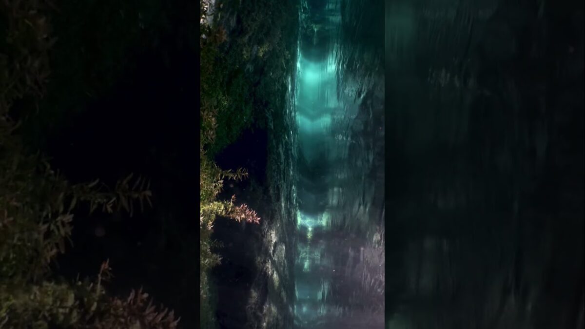 #nature #asmr #peaceful #naturelovers #florida #floridasprings #freediver #naturephotography #travel