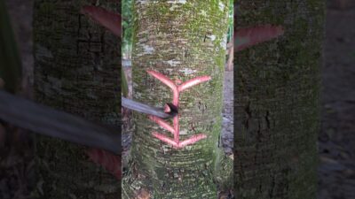 tree craft👀😱(Ep-242) #shorts #satisfying #nature #craft #asmr