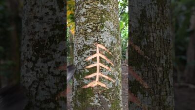 tree craft👀😱(Ep-246) #shorts #satisfying #nature #craft #asmr