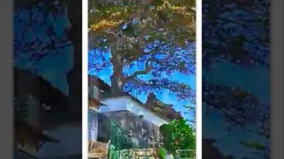寺社巡りショート　広島県広島市東区馬木「安楽寺 薬師堂」