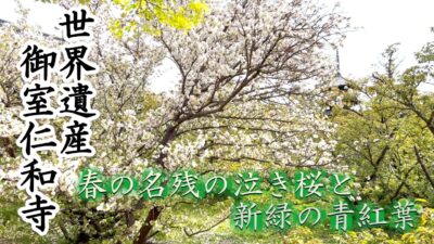 【京都桜めぐり　御室仁和寺】春の名残の泣き桜と青紅葉