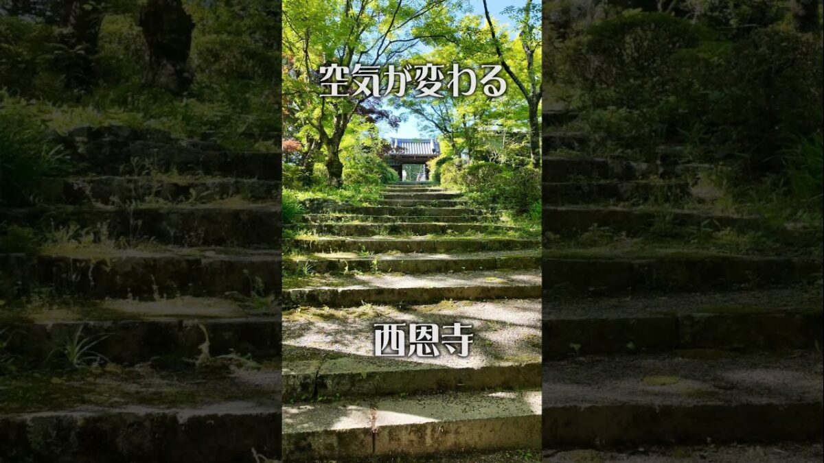 【空気が変わる】西恩寺（大阪・千早赤阪村）｜新緑に包まれる静寂の古刹