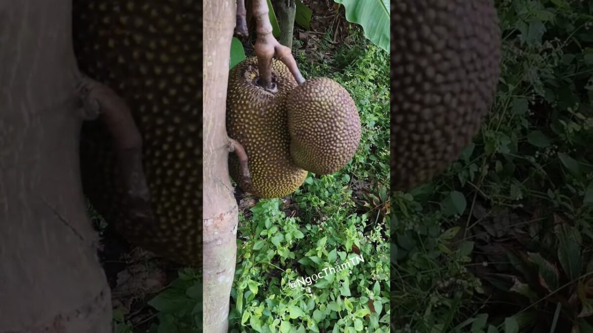 [121] Thăm vườn 🌱🌿🍌  #shorts #nature #asmr #@NgọcThắmTN