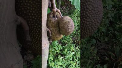 [121] Thăm vườn 🌱🌿🍌  #shorts #nature #asmr #@NgọcThắmTN
