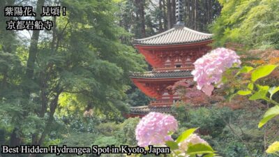 【京都紫陽花2026】岩船寺の紫陽花が美しすぎた　初夏の絶景寺院