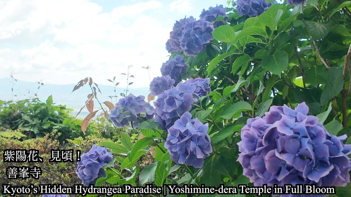 【京都紫陽花2026】善峯寺の紫陽花が美しすぎた｜初夏の絶景寺院を巡る